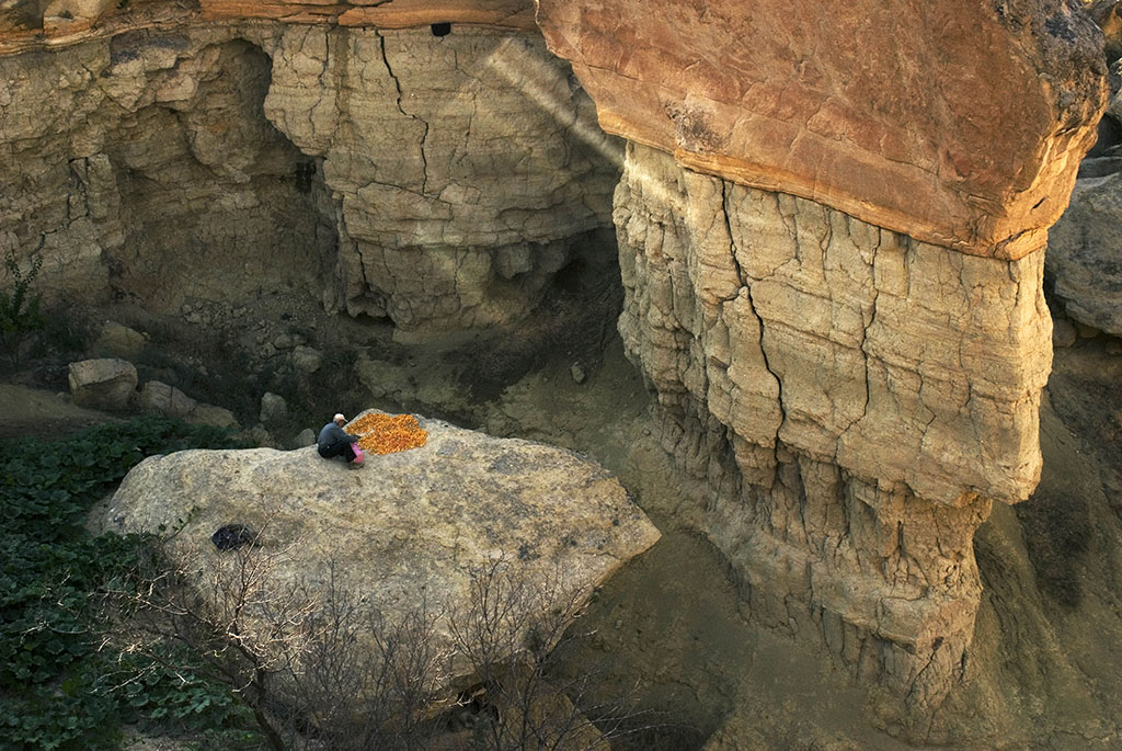 Aprikosentrocknen bei Avanos