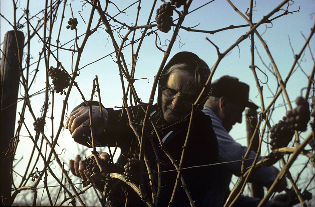 Weinlese an der Mosel
